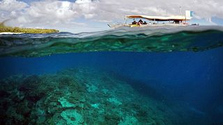 Great Barrier Reef bleaching epidemic