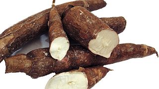 Madagascar company imports cassava starch to produce biodegradable bags