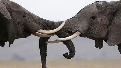 Nigeria : les éléphants du parc national de Yankari sont menacés de disparition
