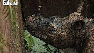 Είδαν ένα σπάνιο ρινόκερο Σουμάτρα μετά από 40 χρόνια!
