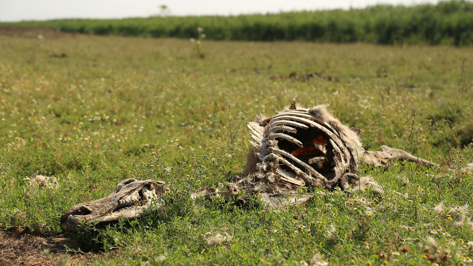 Image: Dutch wildlife park
