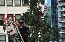 مرد درختی بازهم پلیس سیاتل را گرفتار خود کرد