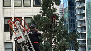 Seattle's famous #ManInTree charged with mischief