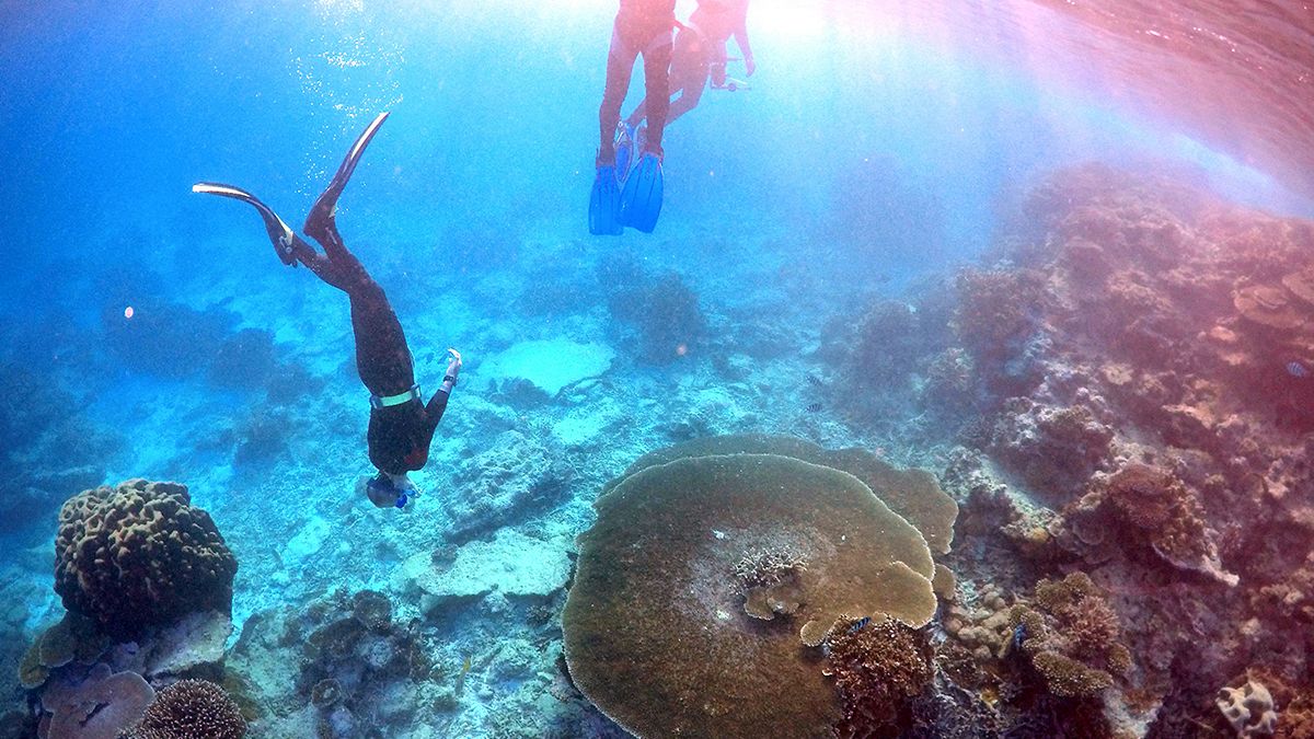 الحيد المرجاني العظيم في أستراليا يفقد لونه