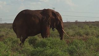 ردیابی فیلها برای کمک به محافظت از آنها در کنیا