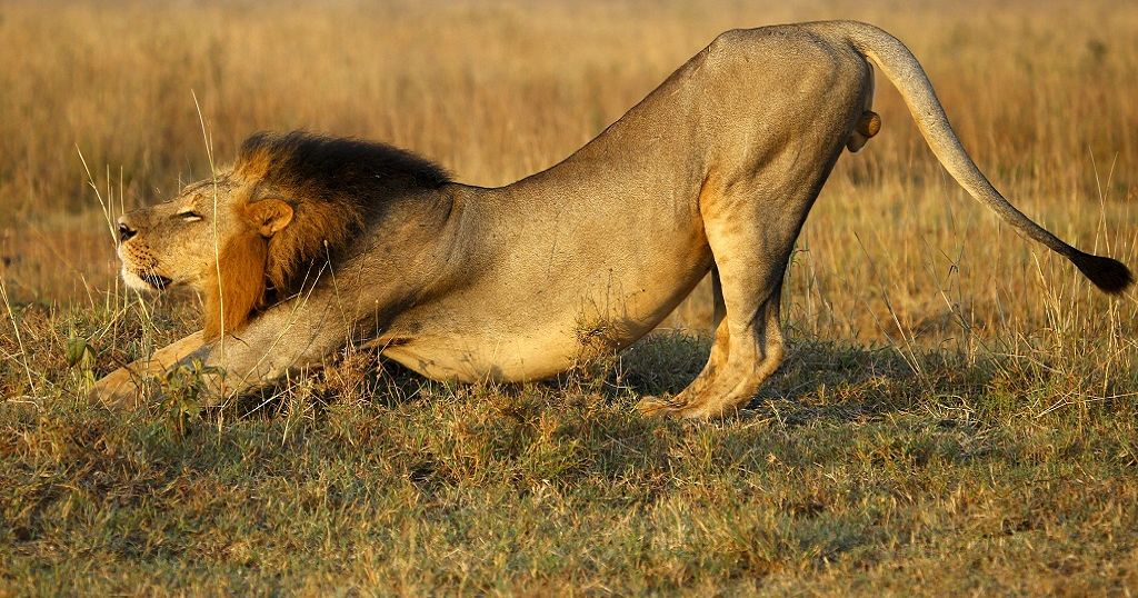 On-the-run South African lion Sylvester offered last-minute reprieve