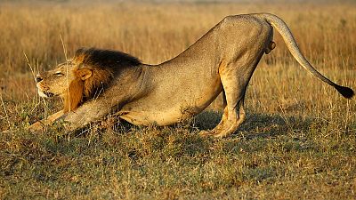 Afrique du Sud : le lion Sylvester s'échappe à nouveau du parc national