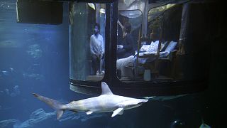 A night with sharks? Paris aquarium offers underwater bedroom