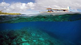 A kipusztulás fenyegeti a Nagy-korallzátonyt