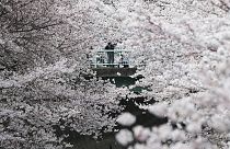 Miles de personas admiran el florecimiento del cerezo japonés
