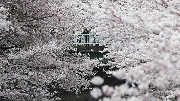 Binlerce Japon Tokyo parkında kiraz çiçeklerinin açılışını selamladı
