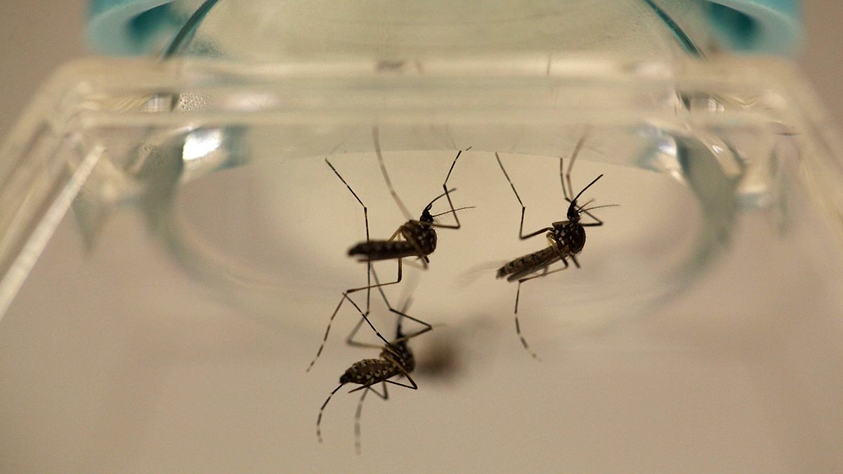 US health officials warn of mass Zika virus infections in Puerto Rico