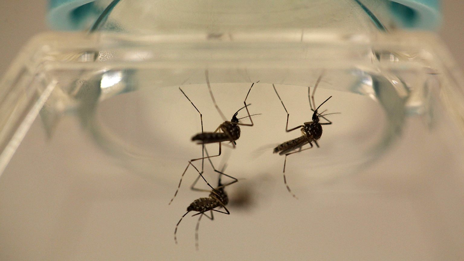 Usa: casi di Zika a Porto Rico, Oms conferma legame con microcefalia