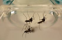 Zika : les autorités sanitaires américaines tirent la sonnette d'alarme