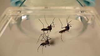 Estados Unidos preparam chegada do Zika