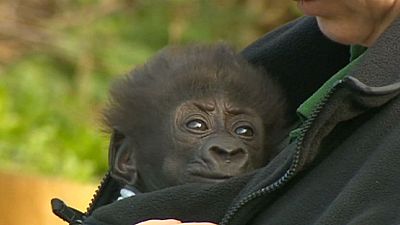 Elaludt első nyilvános "szereplésén" a gorillabébi