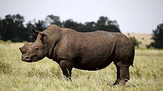 Afrique du Sud : décision imminente sur le commerce des cornes de rhinocéros