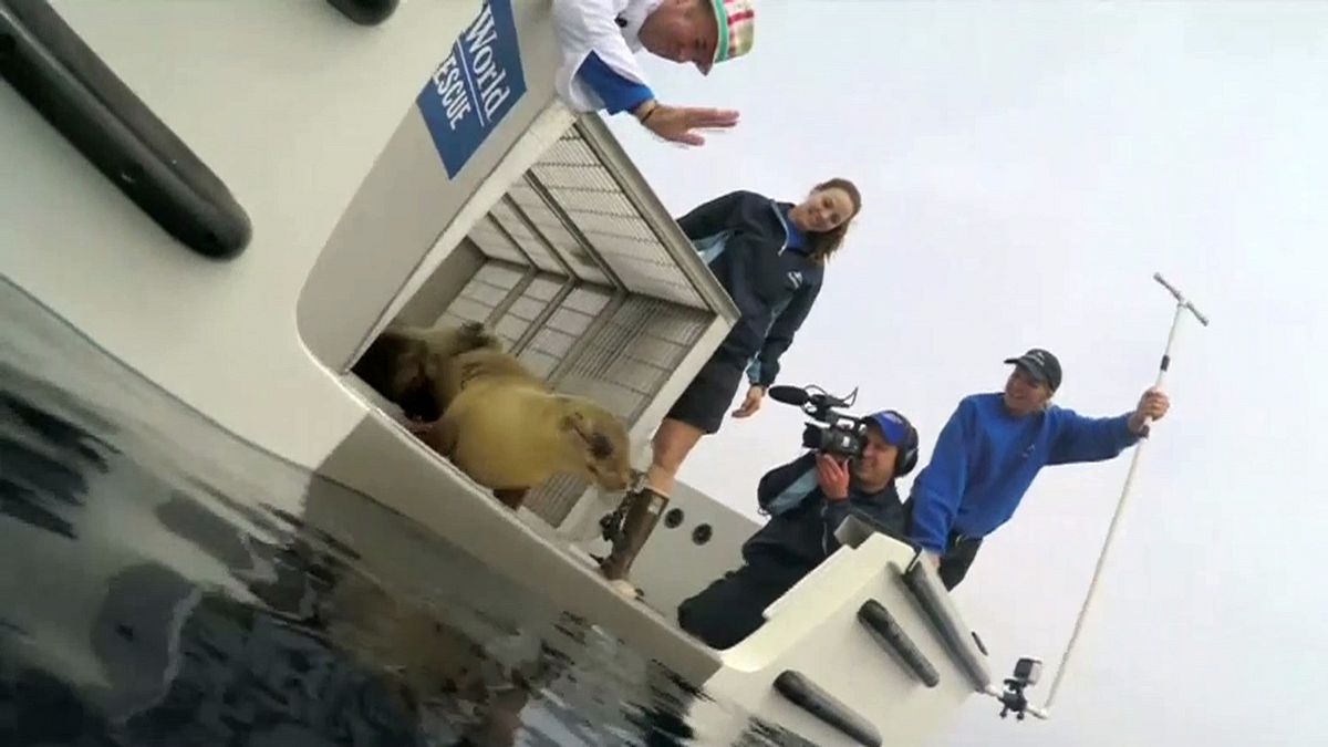 Resgatada num restaurante, "Marina" está de volta ao mar