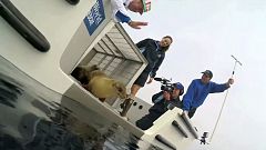 Kleine Seelöwin wieder in Freiheit