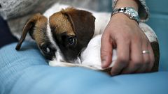 Kaffee und Hund: In L.A. öffnet das erste Dog-Café