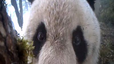 Pandas in der Wildnis gefilmt
