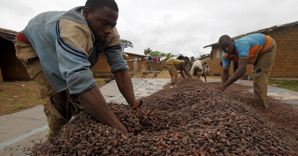 Ivory Coast Cocoa Production Set To Decline In 2016 Africanews