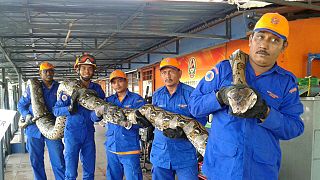 ماليزيا: عمال يعثرون على ثعبان ضخم يصل طوله إلى 8 أمتار