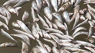 Thousands of dead sardines found floating in Chile's Queule river
