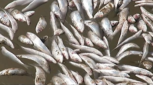 Cile, migliaia di sardine morte alle foci del Río Boldo O Queule Cile, migliaia di sardine morte alle foci del Río Boldo O Queule