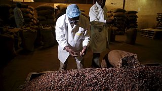 Nigeria : l'industrie cacaoyère dans l'attente d'une dynamisation