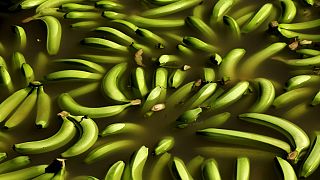 Uganda: Bananas, a demand not too slippery