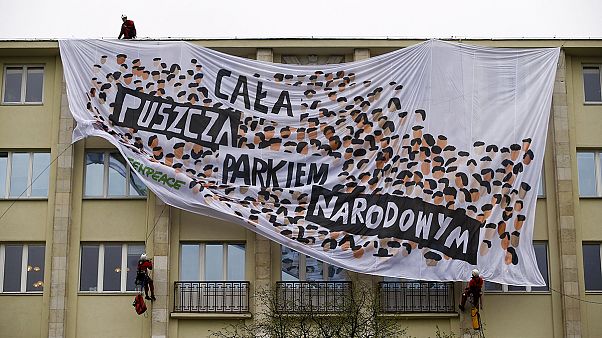 Európa utolsó érintetlen erdejét védi a kivágástól a Greenpeace Európa utolsó érintetlen erdejét védi a kivágástól a Greenpeace