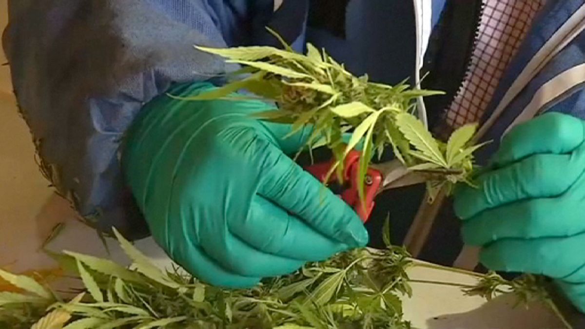Cile. Coltivazione marijuana a scopi terapeutici pronta per primo raccolto