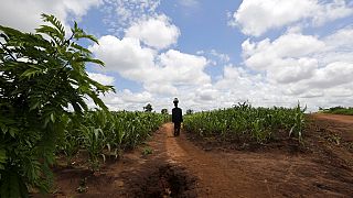La situation d'insécurité alimentaire persiste au Malawi