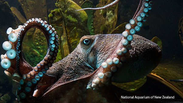 Nouvelle-Zélande: une pieuvre se fait la malle d'un aquarium Nouvelle-Zélande: une pieuvre se fait la malle d'un aquarium