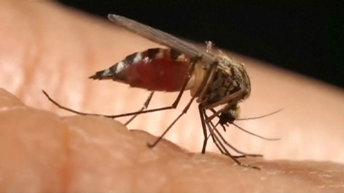 Cientistas norte-americanos estabelecem ligação entre vírus Zika e microcefalia