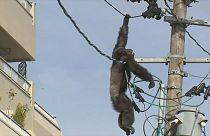 Japón: un chimpancé se balancea agarrado a cables de alta tensión