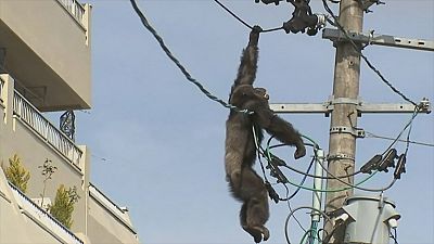 Шимпанзе взобрался на линию электропередачи