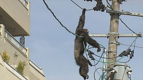 On-the-run chimpanzee's high wire act