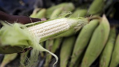 Zambia lifts ban on maize exports