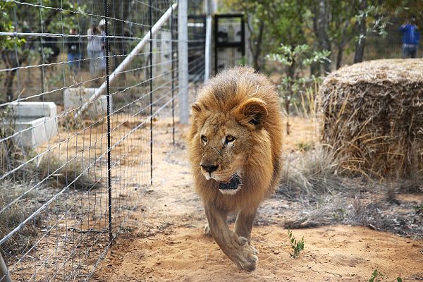 Lions of Lockdown' rescued from French circus freed in South