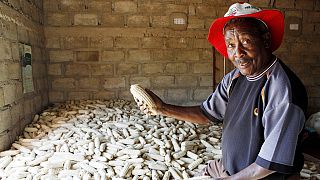 Zambia lifts maize export ban