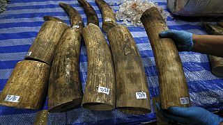 Malaisie : près de 10 tonnes d'ivoire saisies et détruites