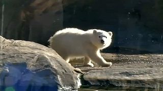 Yavru kutup ayısı ilk gez ziyaretçilerle buluşuyor