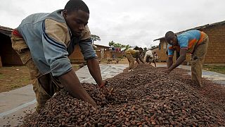 Cacao ivoirien : le prix d'achat divise la filière