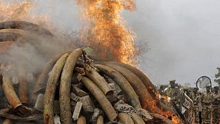Cameroon burn over 6 tons of seized elephant ivories