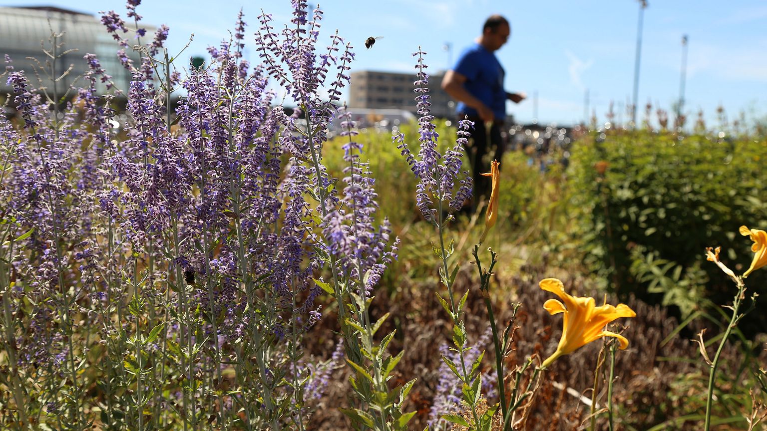 Image: Amsterdam bees