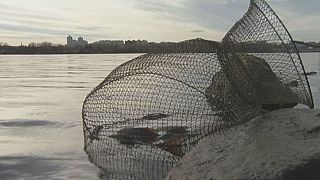 Kiev: Um lago de peixe radioativo
