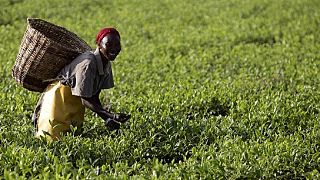 Le Kenya veut occuper la première palce en matière de production de thé