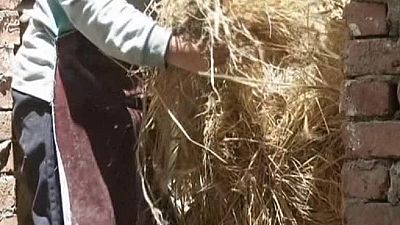 Egyptian NGO turns rice waste into paper